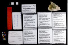 Foto (Objekt + Etikett) von Abyssophthalmus schultzi  (NHMW-GEO-1990-0041-3302b)